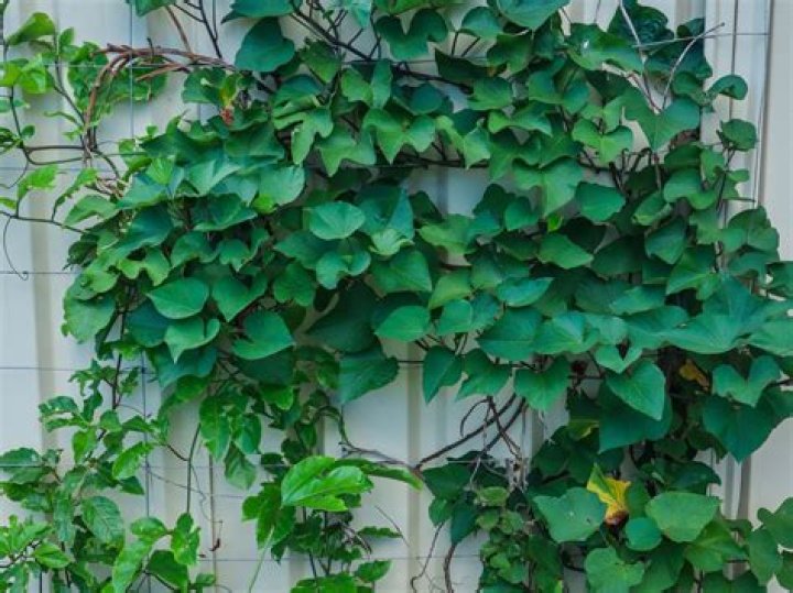 Do climbing plants damage houses