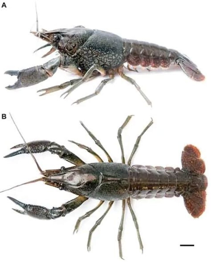 Do crayfish reproduce asexually