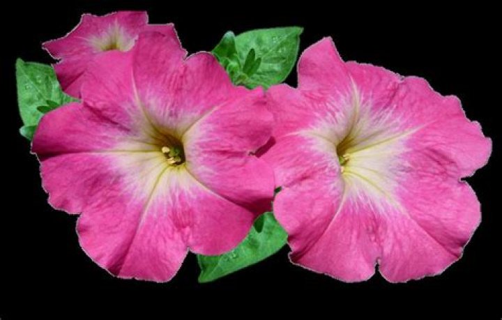 Do deer eat petunias and marigolds