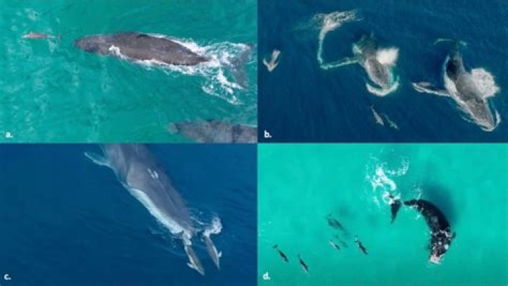Do dolphins play with whales