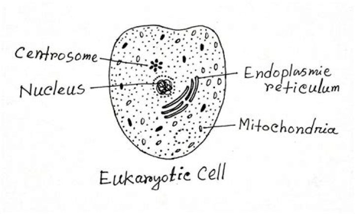 Do eukaryotic cells have a nucleus