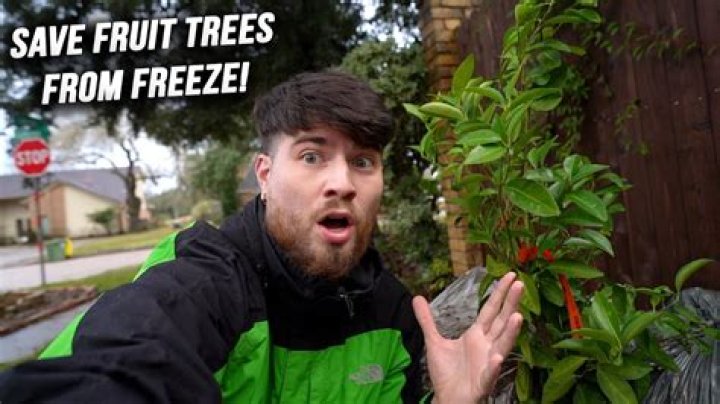 Do fruit trees freeze