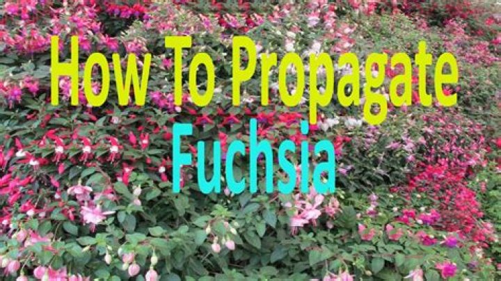 Do fuchsias need feeding