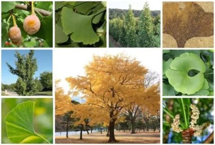 Do ginkgo trees have invasive roots