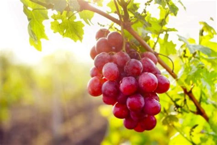 Do grapes grow well in Texas