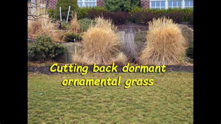 Do grasses need to be cut back