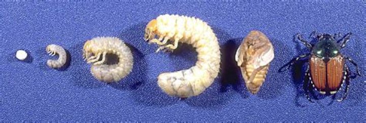 Do grubs turn into beetles