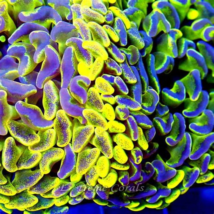 Do hammer corals sting fish