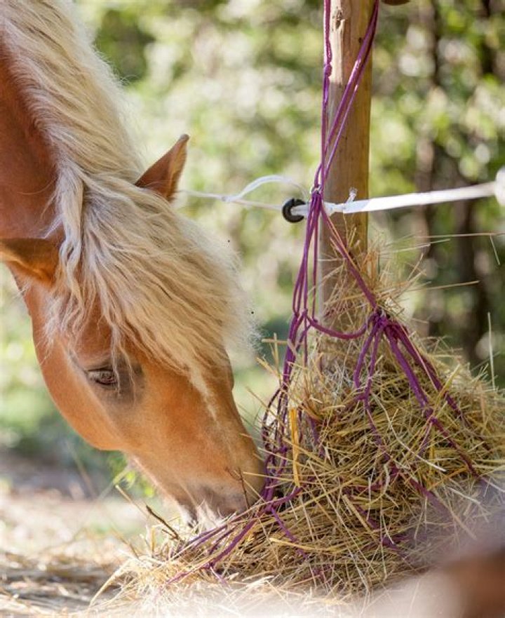 Do hay nets damage horses teeth