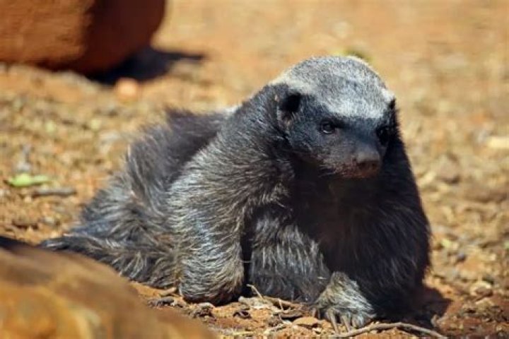Do Honey Badgers mate for life