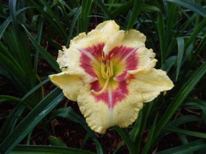 Do honey bees like daylilies