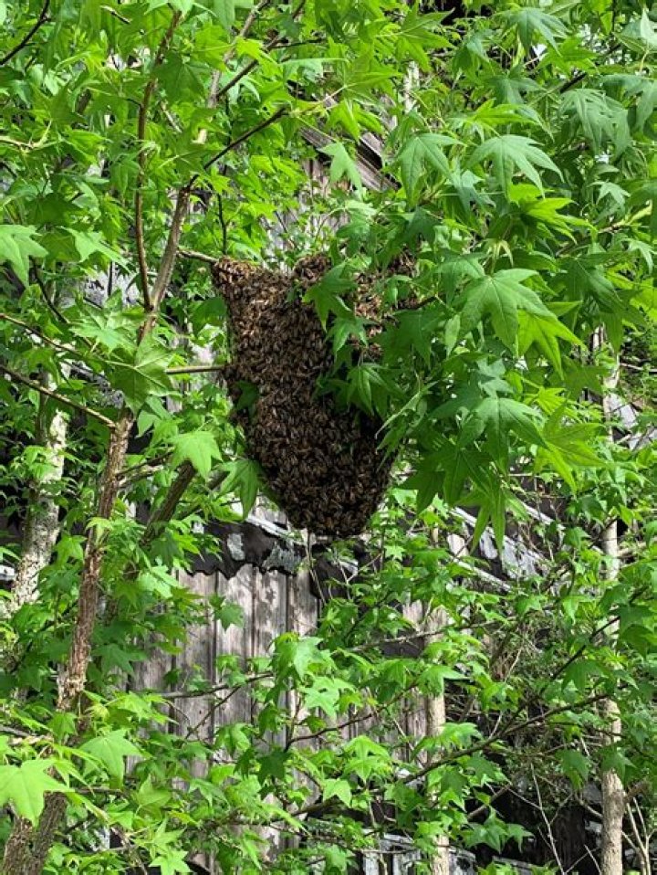 Do honey bees nest in roofs