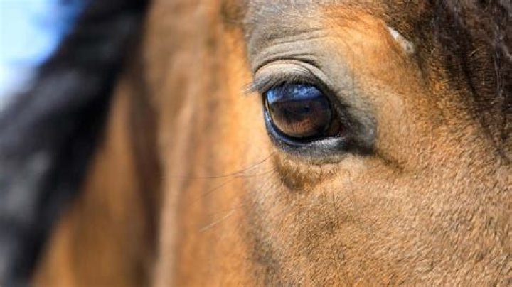 Do horses have eyelids