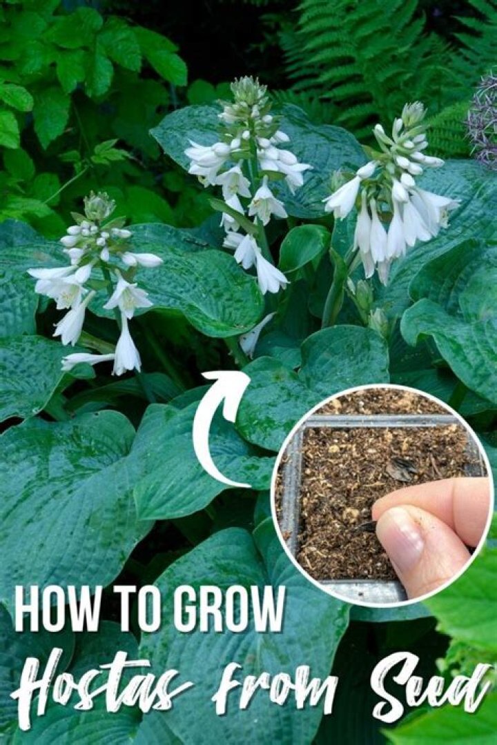 Do hostas grow in the wild