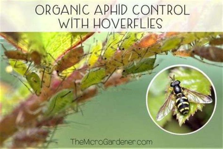 Do Hoverflies eat aphids