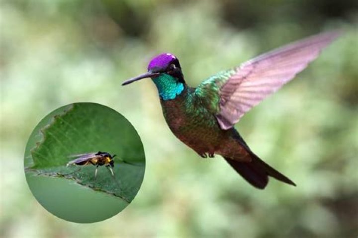 Do hummingbirds eat gnats