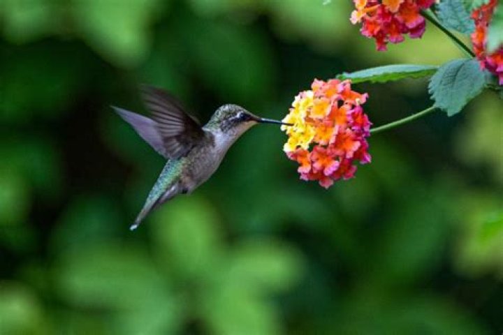 Do hummingbirds eat Hornets