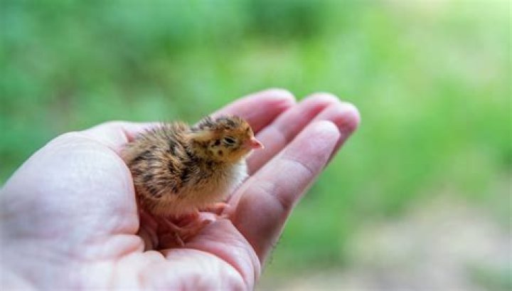 Do I need a permit to raise quail in Texas