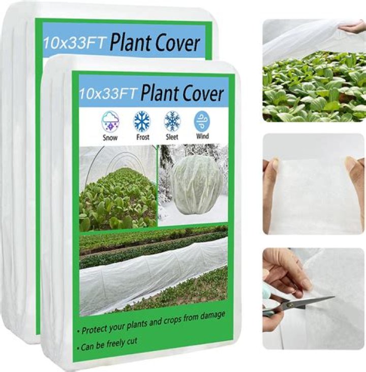 Do I need to cover strawberries for frost