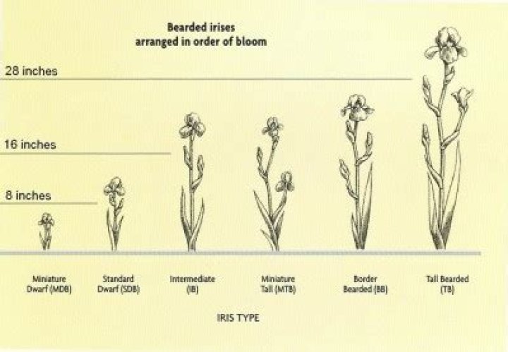 Do irises bloom every year