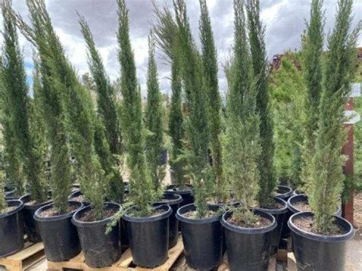 Do Italian cypress have invasive roots
