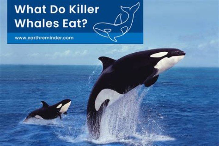Do killer whales eat other killer whales