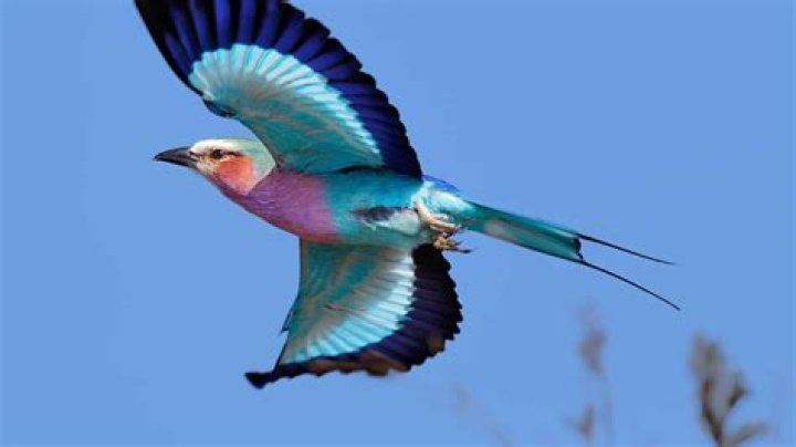 Do lilac breasted rollers migrate