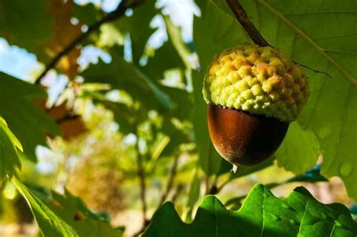 Do live oaks produce acorns every year