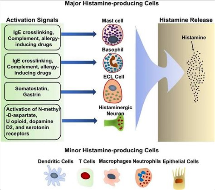 Do mast cells secrete histamine