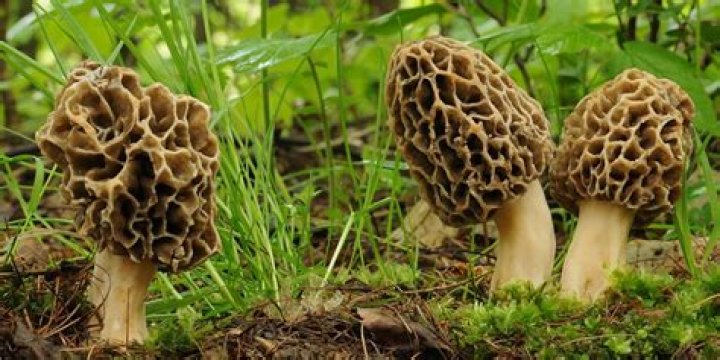 Do Morel mushrooms have worms