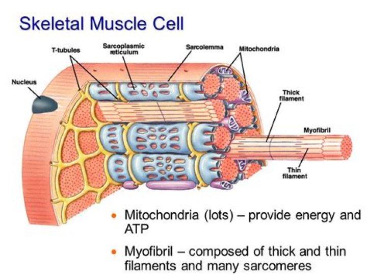 Do muscle cells have a cell membrane