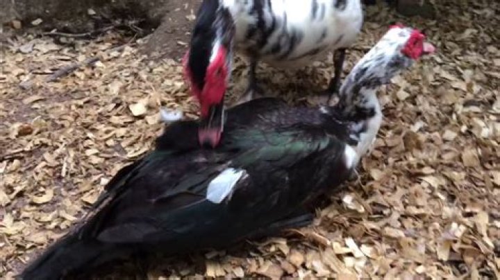 Do Muscovy ducks fight