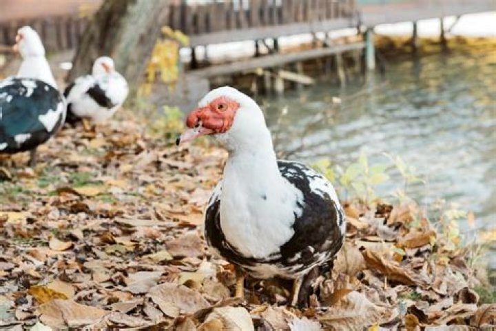 Do Muscovy ducks get along with ducks
