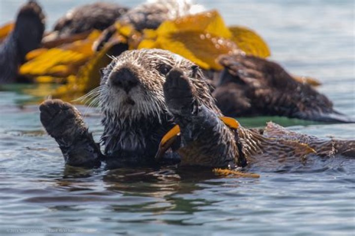 Do otters kill fish