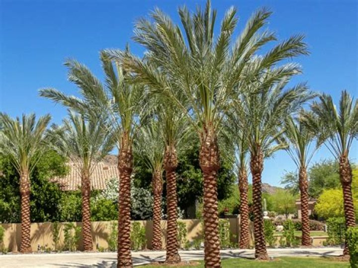 Do palm trees grow in Houston