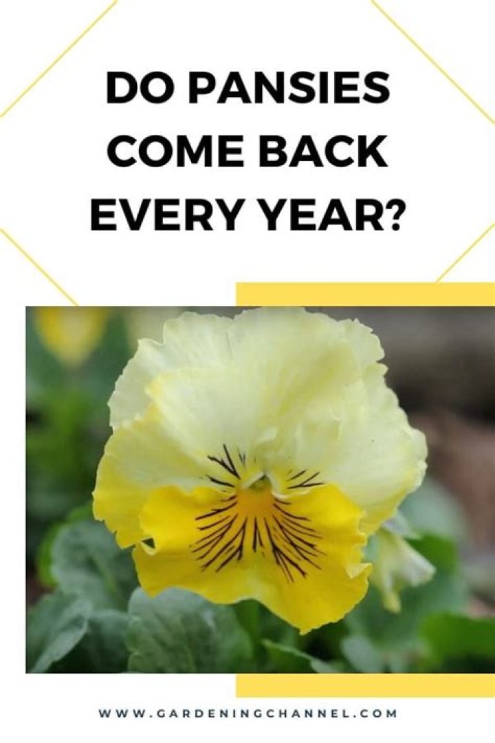 Do pansies come back