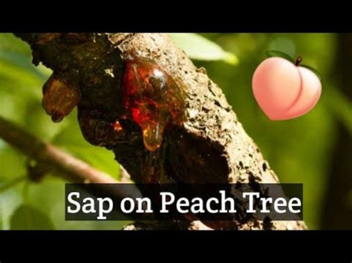 Do peach trees have sap