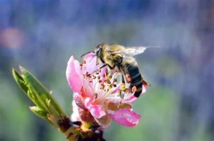 Do Peach trees need bees