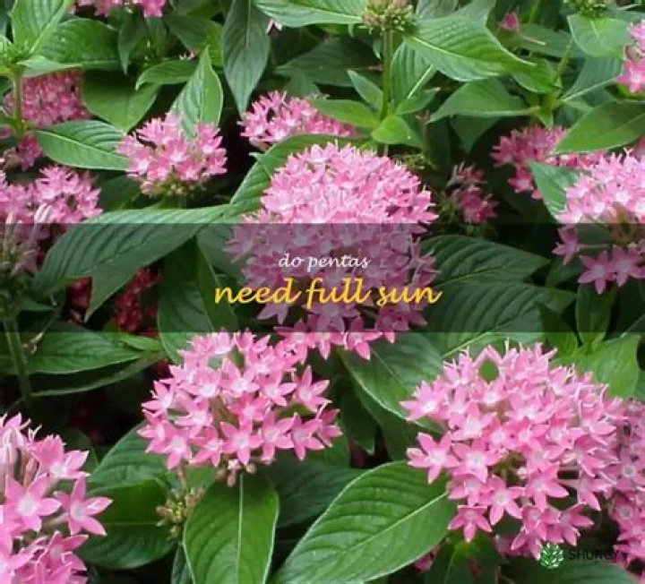 Do Pentas reseed