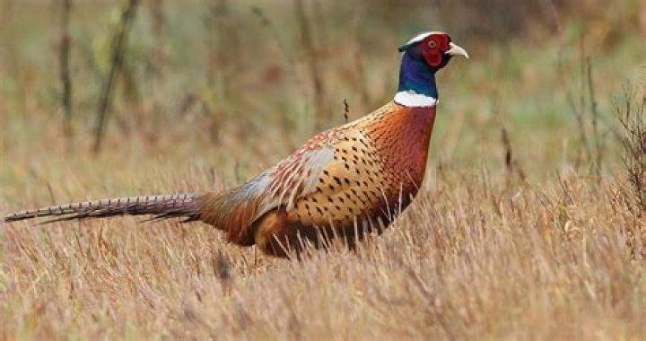 Do pheasants change Colour