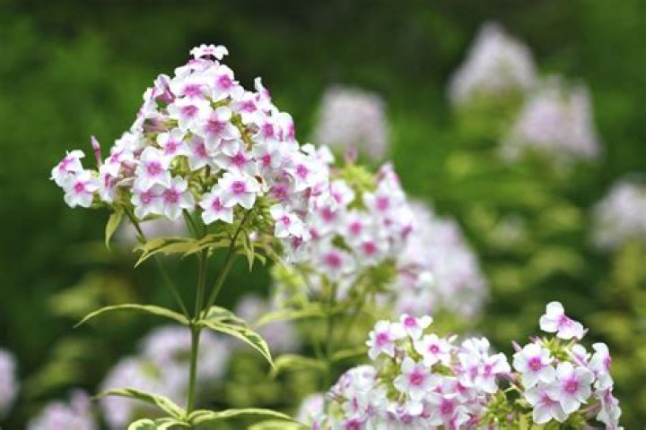 Do phlox come back every year