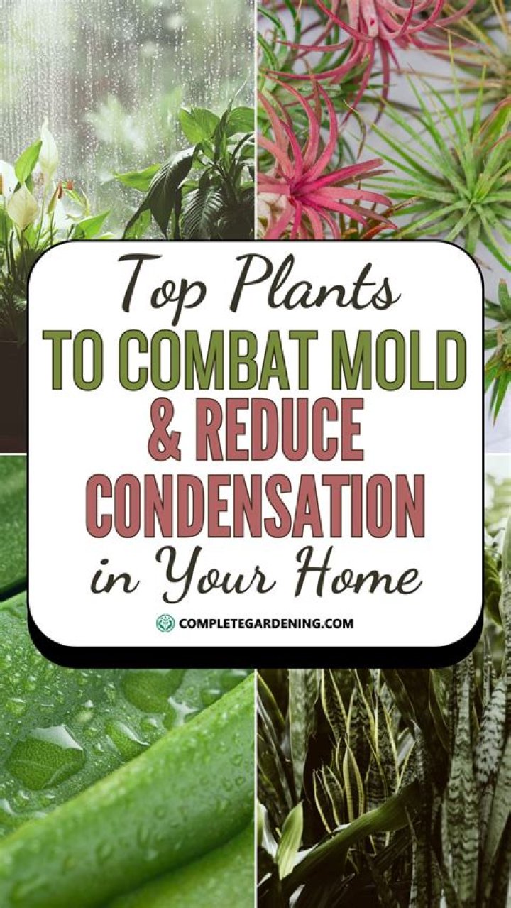 Do plants help with condensation