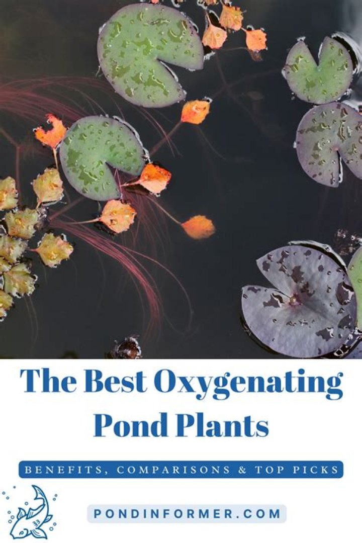 Do pond plants use oxygen