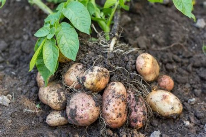 Do potatoes grow in California
