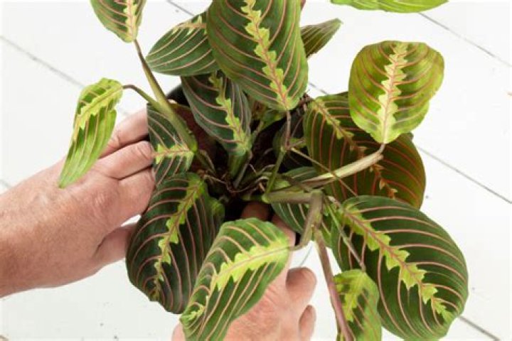 Do prayer plants like to be root bound