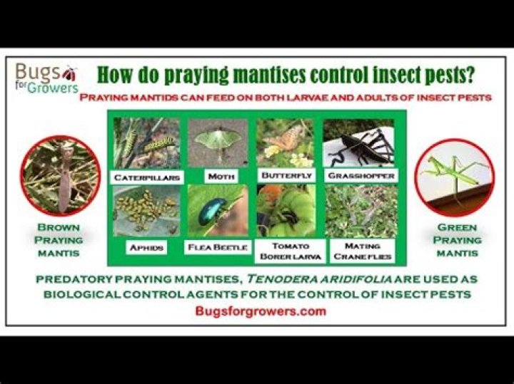 Do praying mantis kill aphids