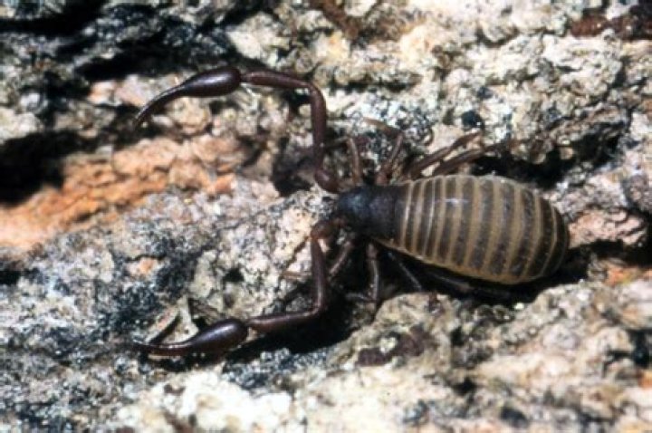 Do Pseudoscorpions eat bed bugs