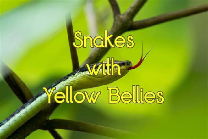 Do rat snakes have yellow bellies