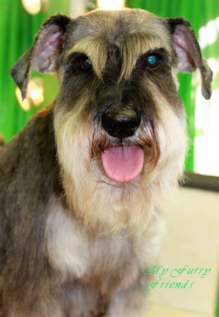 Do schnauzers need their ears plucked