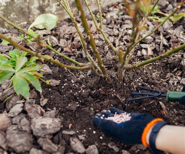 Do shrubs need fertilizer